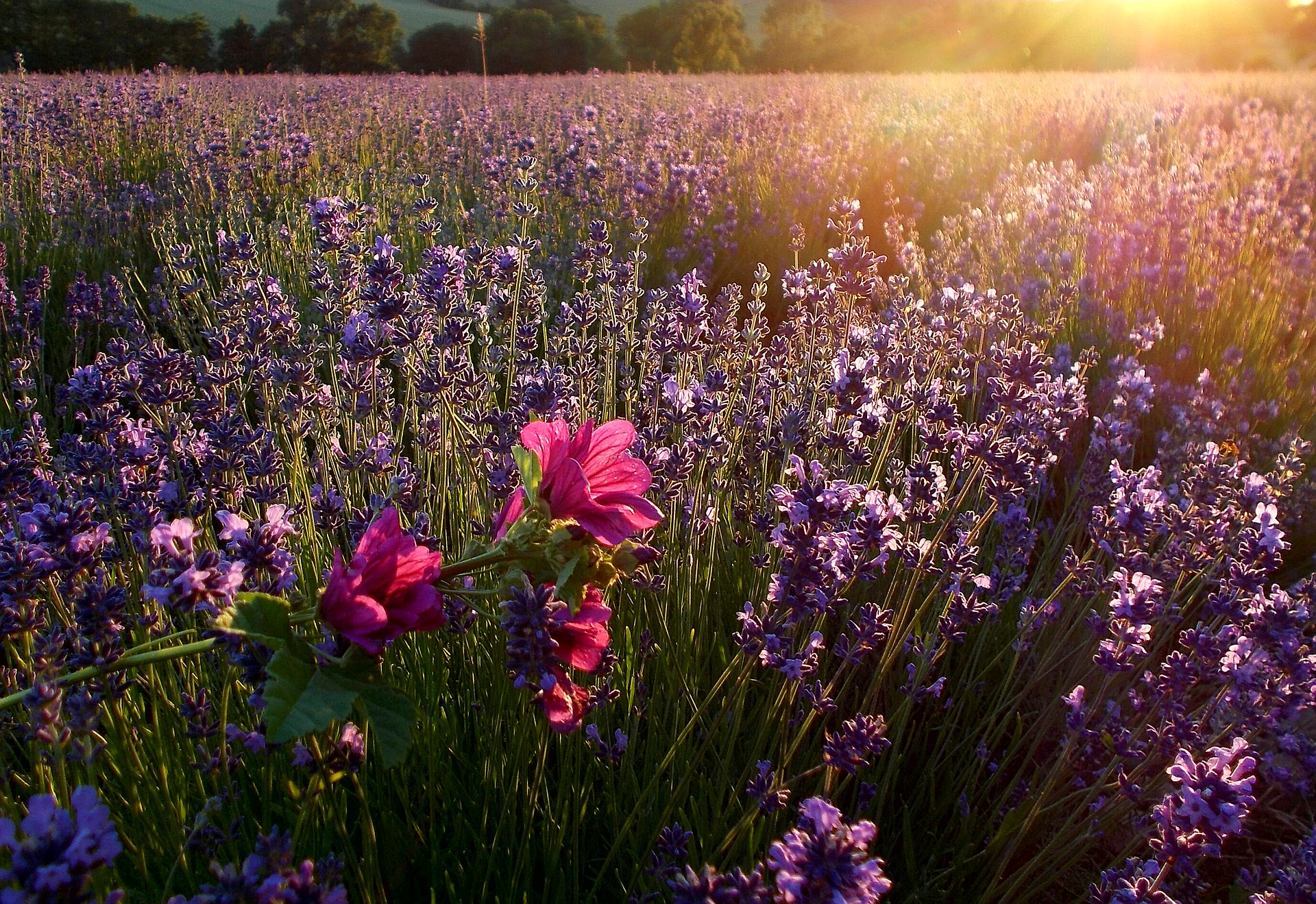 lavender-3118882_1920.jpg?_=162f6ba2890